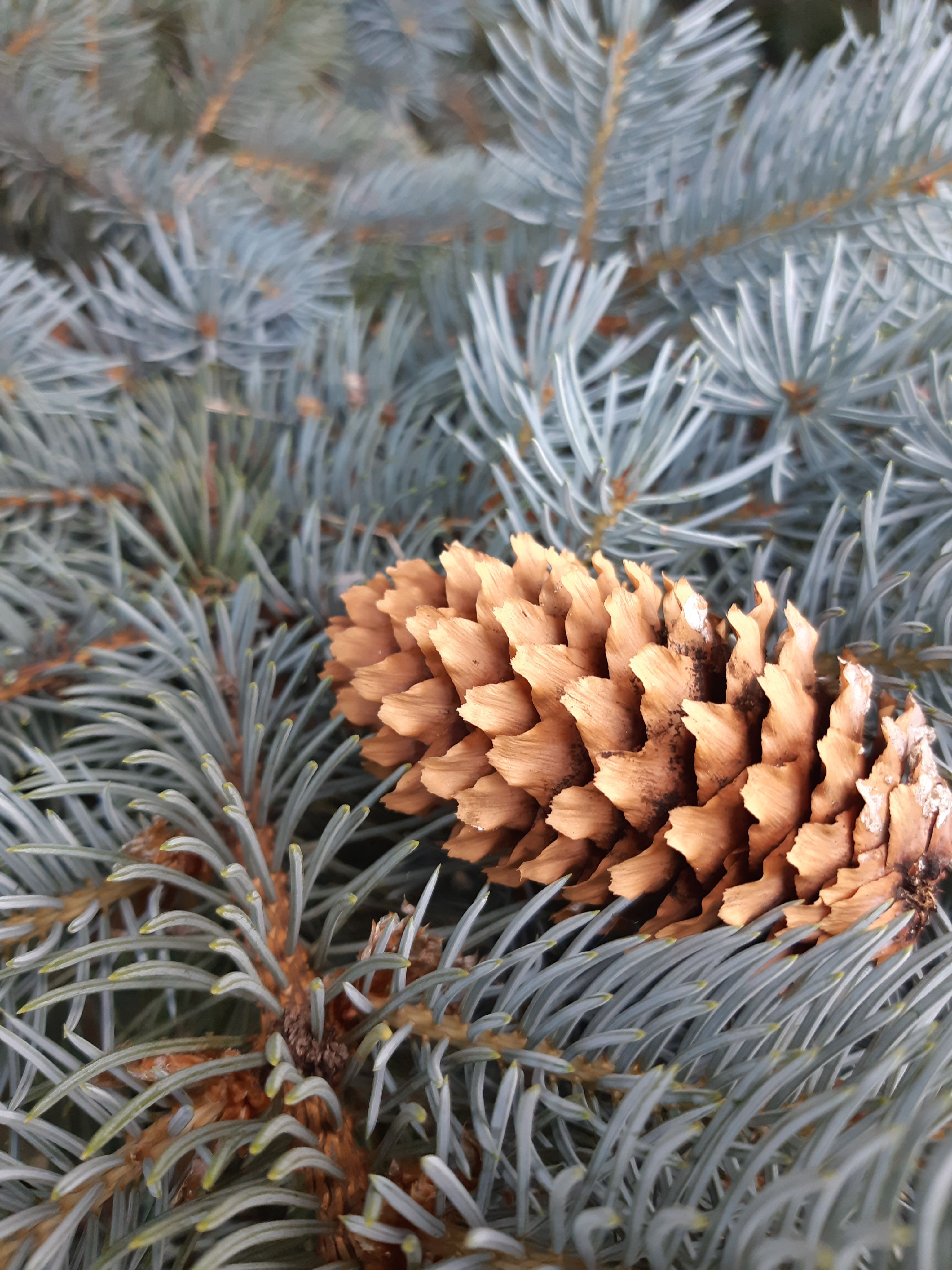 closeup of Colorado spruce cone, nestled amongst blue-grey needles